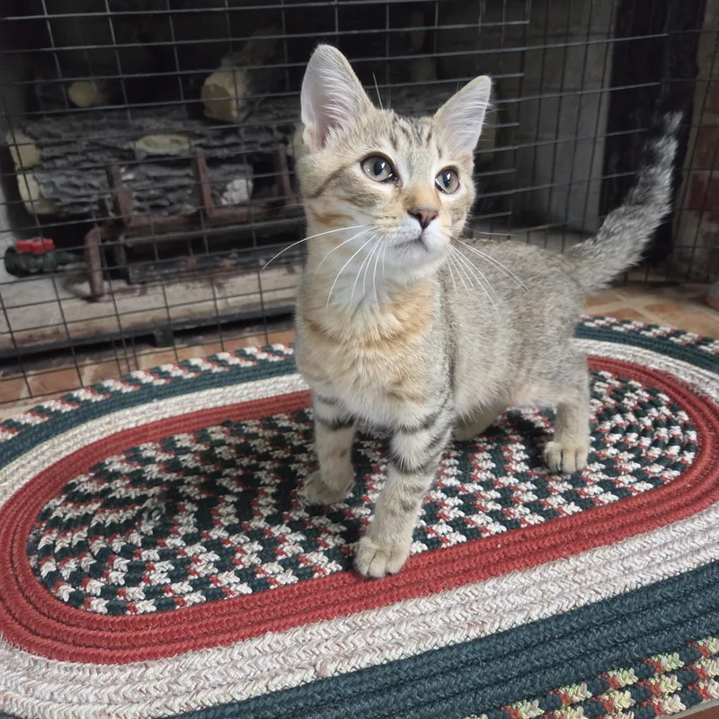 A baby medium-sized male Tabby (Brown / Chocolate) Domestic Short Hair cat named Galileo for adoption in Fort Oglethorpe, GA