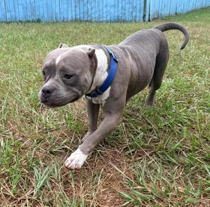 An adult medium-sized female Pit Bull Terrier dog named Cinder for adoption in Inverness, FL