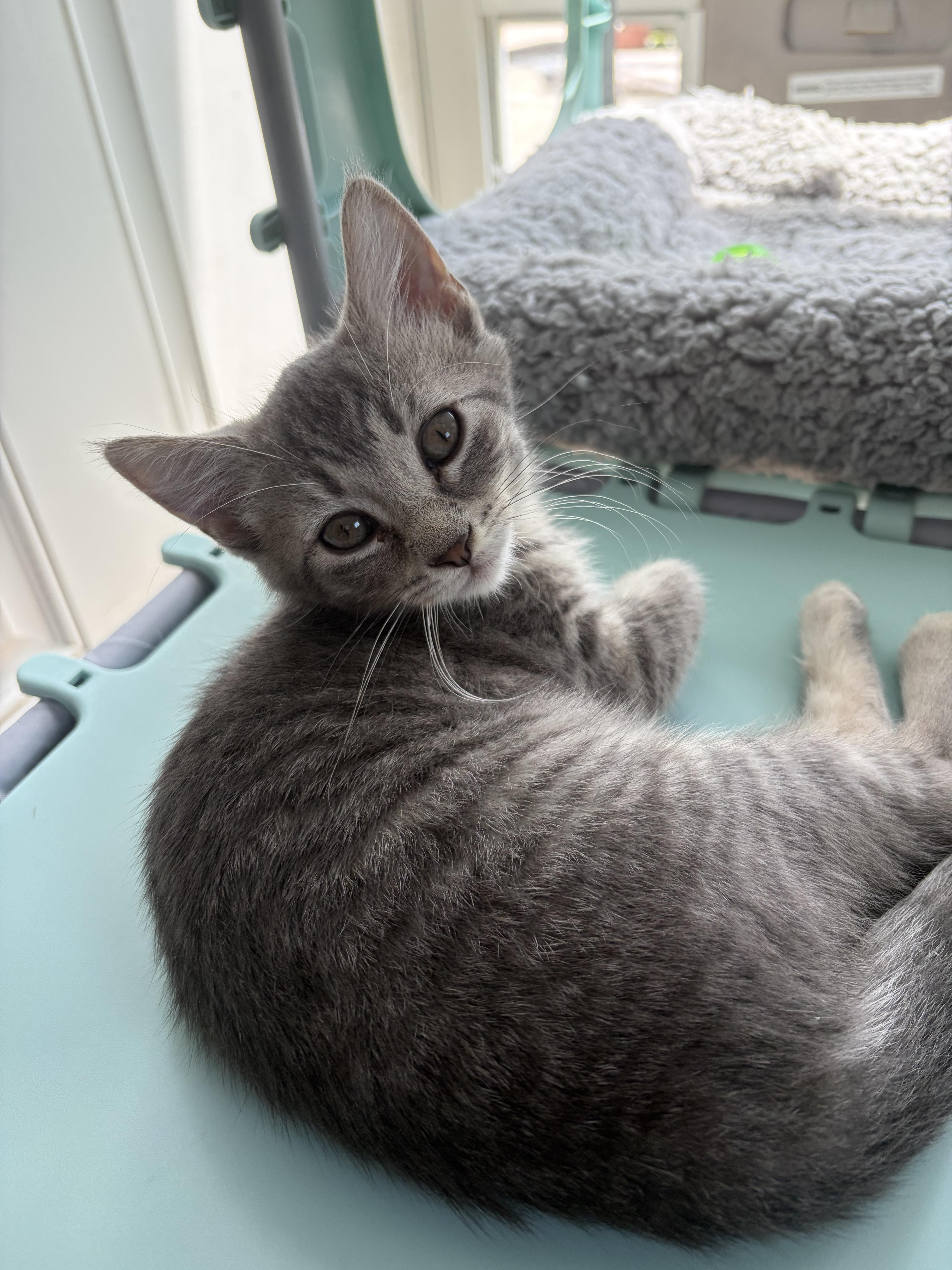 A baby small-sized female Domestic Short Hair cat named Ringo for adoption in Bethel Park, PA