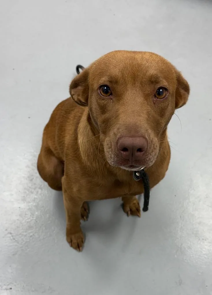 A young medium-sized female Chocolate Labrador Retriever dog named Maisey for adoption in Hartsville, SC