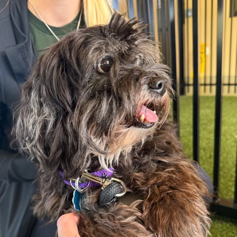 A senior small-sized female Shih Tzu dog named Beans for adoption in West Palm Beach, FL