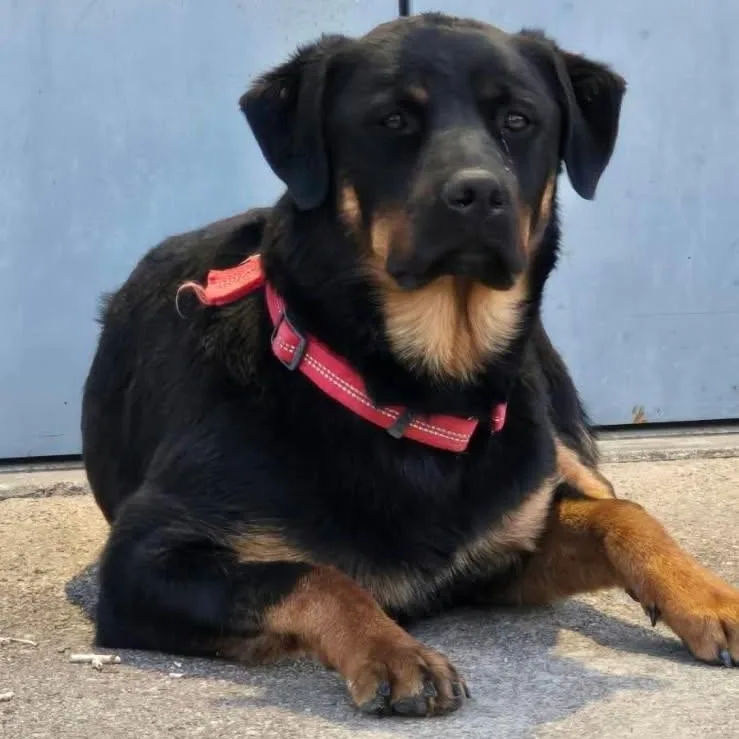 A young large-sized male Bicolor Rottweiler dog named Haze for adoption in Rawlins, WY