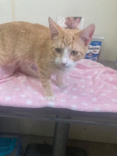 A young medium-sized male Orange & White Domestic Short Hair cat named Leo Orange & for adoption in Mitchell, SD