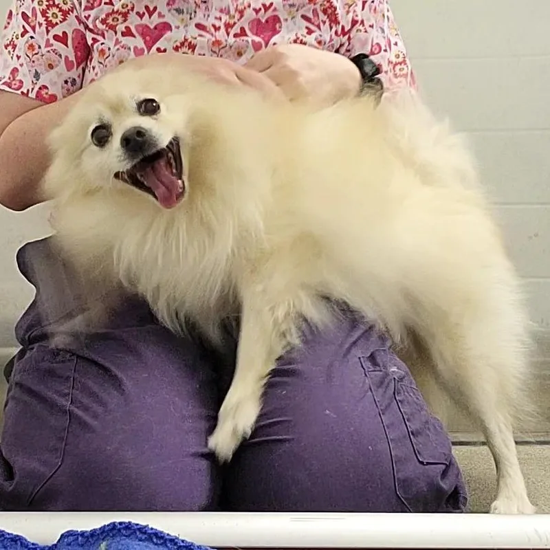 Oso