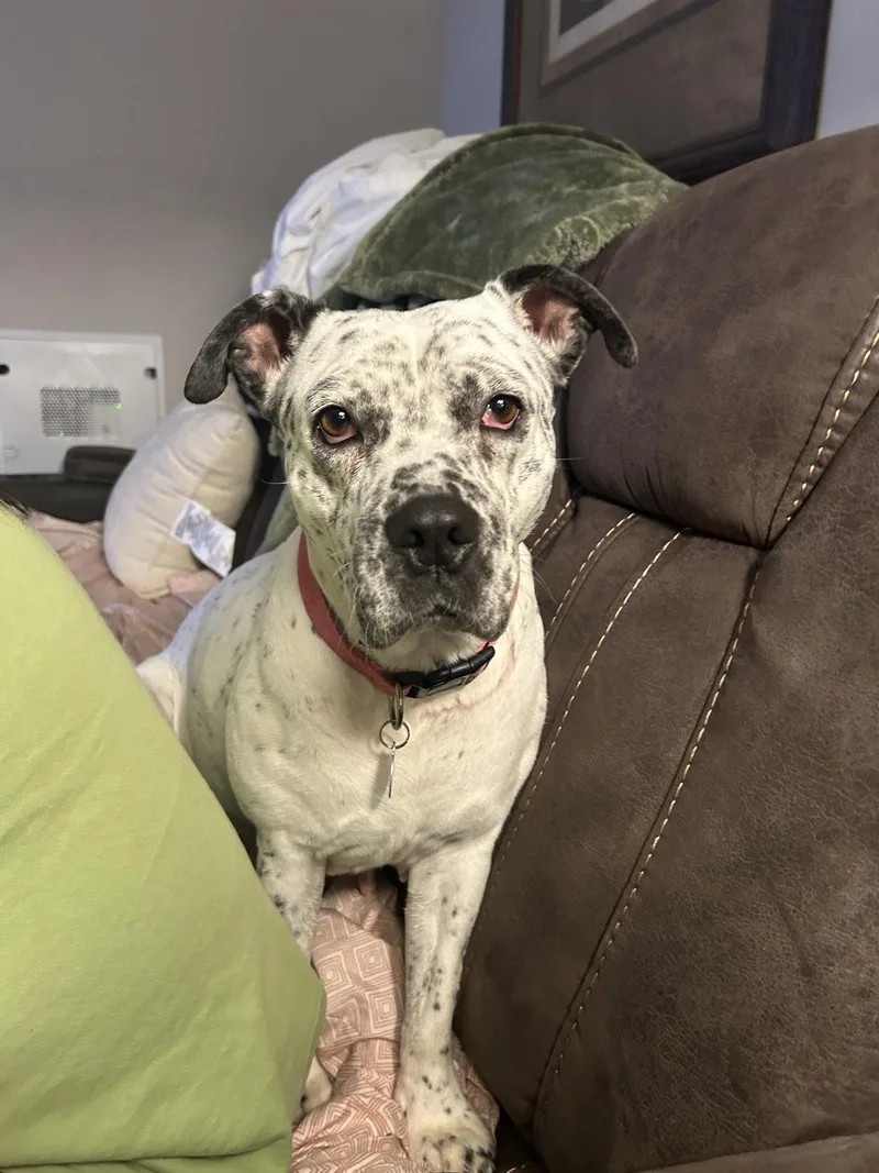 An adult medium-sized female Pointer dog named Pointer Poppy for adoption in Cary, NC