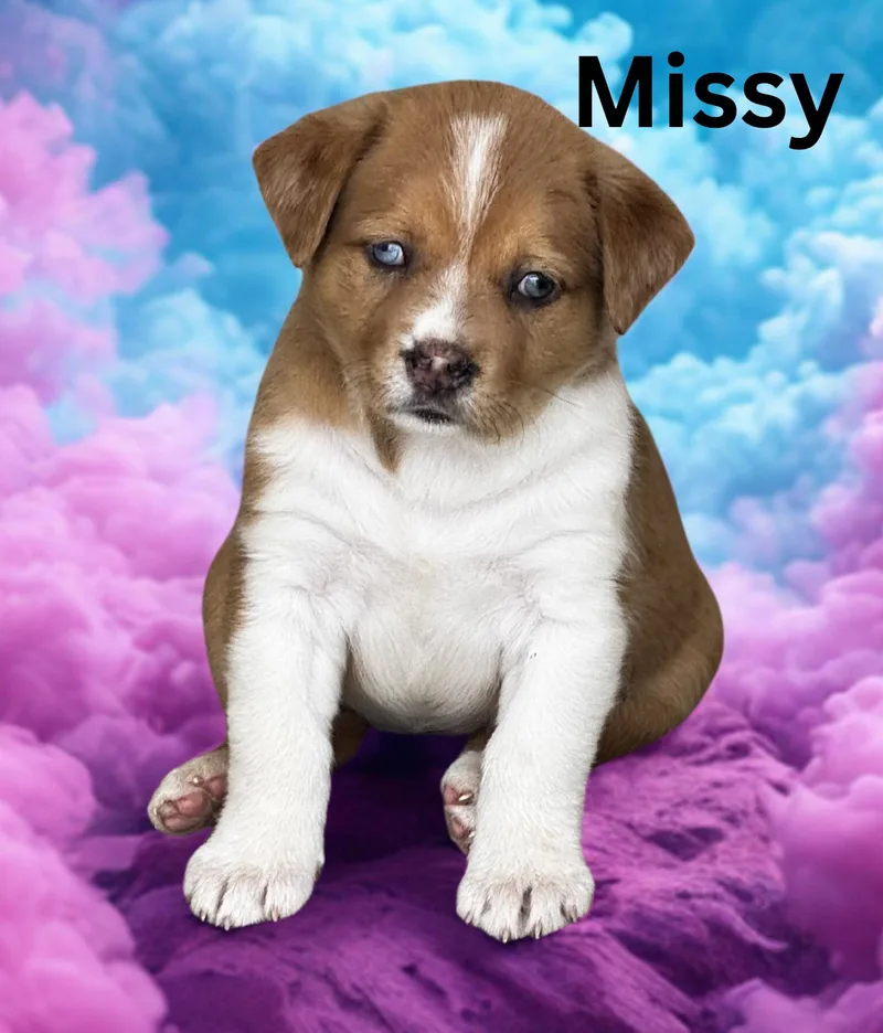 A baby medium-sized female Golden Australian Cattle Dog / Blue Heeler dog named Missy for adoption in Aguanga, CA