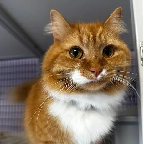 Tinker  Super Cute thumbnail 2