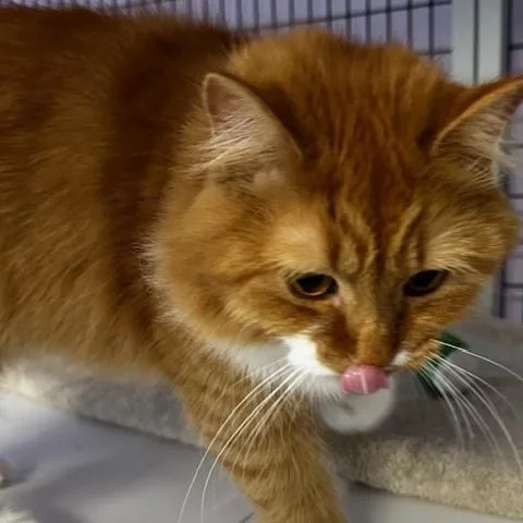 Tinker  Super Cute thumbnail 3