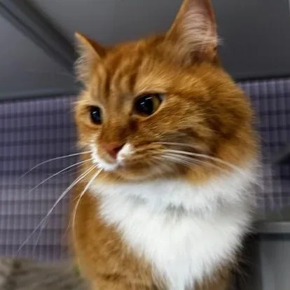 Tinker  Super Cute thumbnail 4