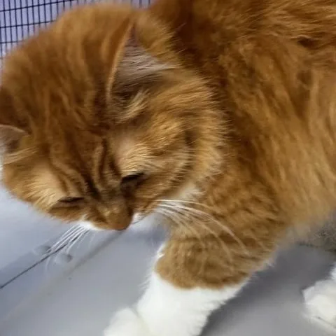 Tinker  Super Cute thumbnail 5