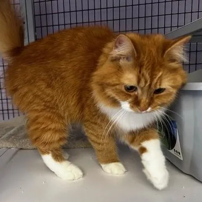 Tinker  Super Cute thumbnail 6