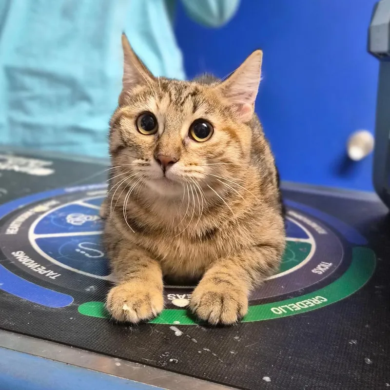 A young medium-sized female Domestic Short Hair cat named Manapua for adoption in Wahiawa, HI