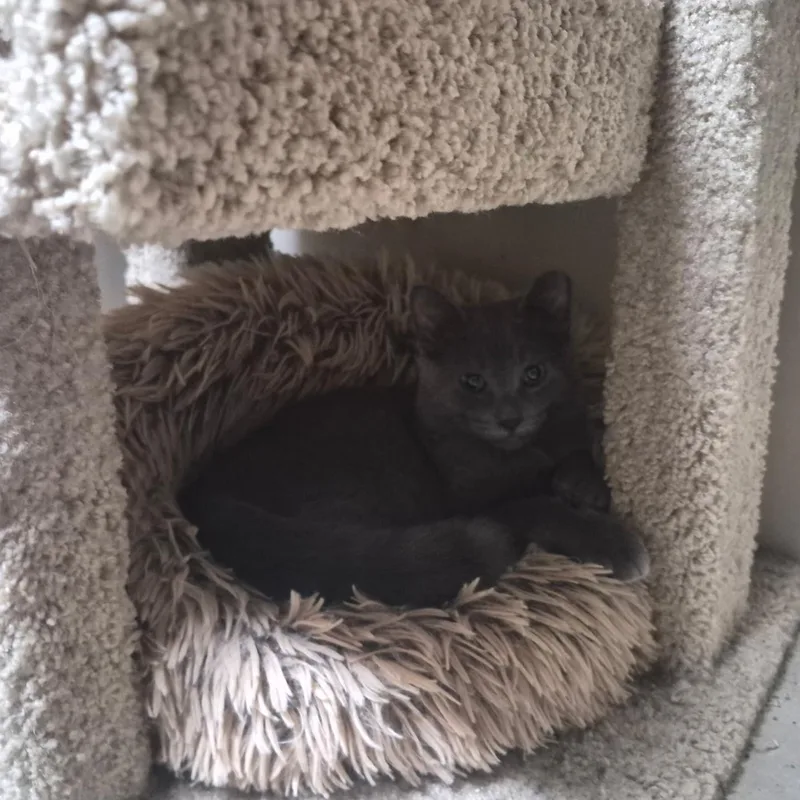A baby medium-sized male Gray / Blue / Silver Domestic Short Hair cat named Miguel for adoption in Hudsonville, MI