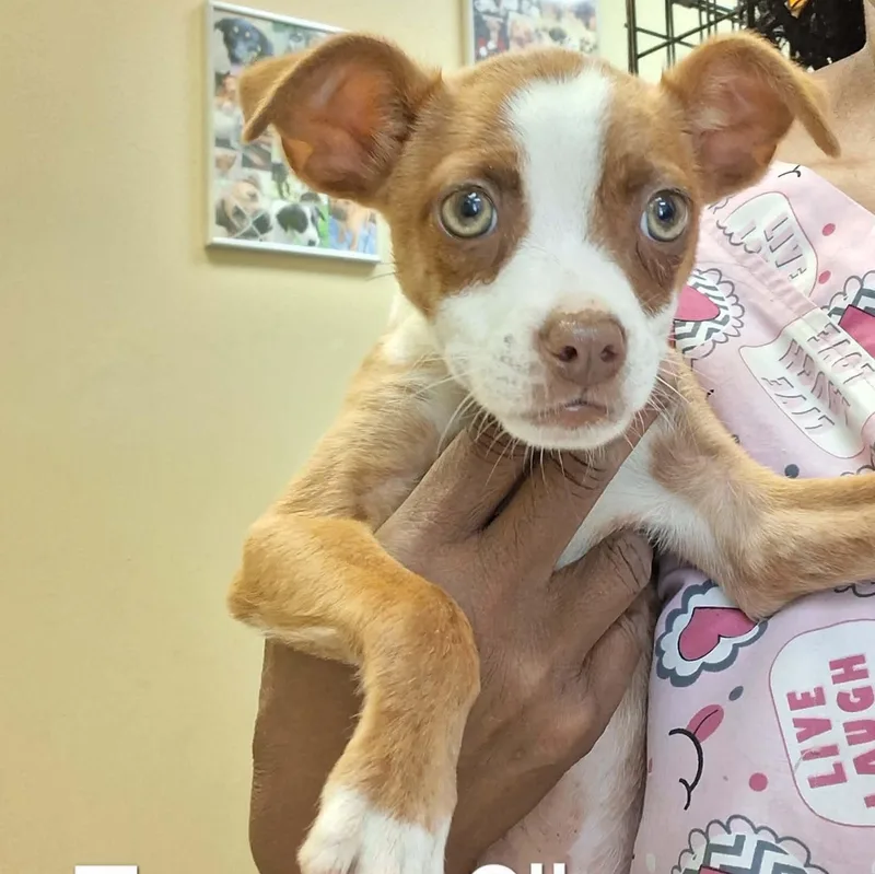 A baby small-sized male Red / Chestnut / Orange Boston Terrier dog named Taco for adoption in Tylertown, MS