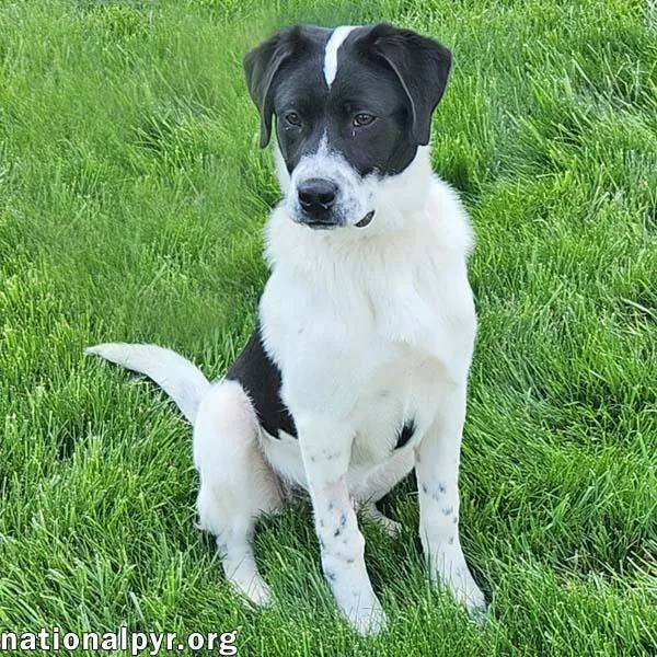 A young medium-sized male White / Cream Great Pyrenees dog named Luke In Oh  for adoption in Beacon, NY
