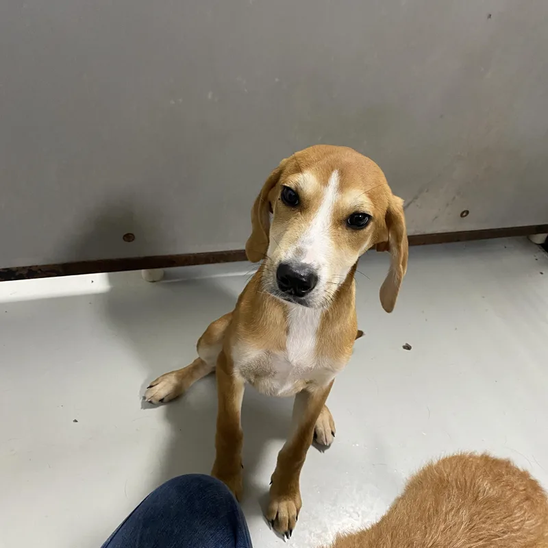 A baby medium-sized female Yellow / Tan / Blond / Fawn Hound dog named Tillie for adoption in Hartford, KY