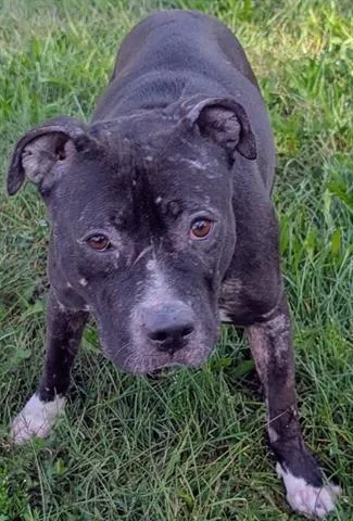 An adult medium-sized female Pit Bull Terrier dog named Mileena for adoption in Akron, OH