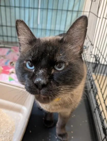 An adult large-sized female Domestic Short Hair cat named Sparkles for adoption in Divide, CO