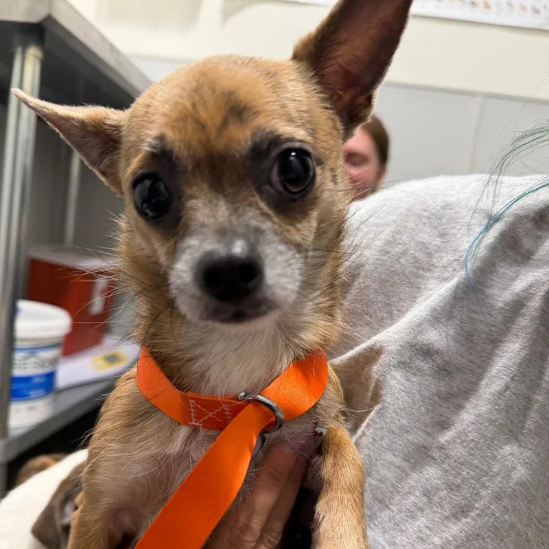 An adult small-sized female Yellow / Tan / Blond / Fawn Chihuahua dog named Meeamor for adoption in Tampa, FL