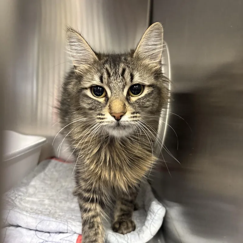 A young medium-sized female Brown / Chocolate Domestic Short Hair cat named Gorda for adoption in Spokane, WA