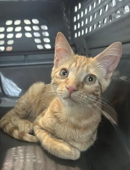 A baby small-sized male Domestic Short Hair cat named Cheese Wiz for adoption in West Chester, PA