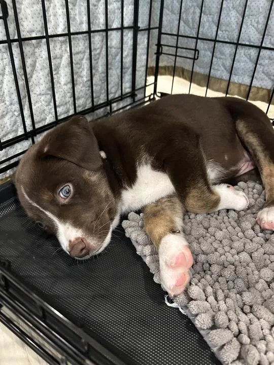 A baby medium-sized male Husky dog named Moonbeam for adoption in Pflugerville, TX
