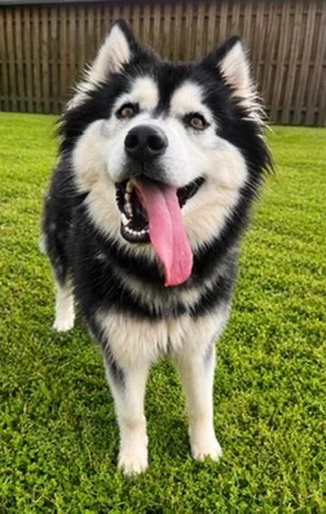 A young medium-sized female Black Husky dog named Ruby for adoption in Covington, LA