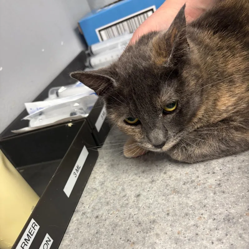 A young medium-sized female Tortoiseshell Domestic Short Hair cat named Eileen for adoption in Spokane, WA