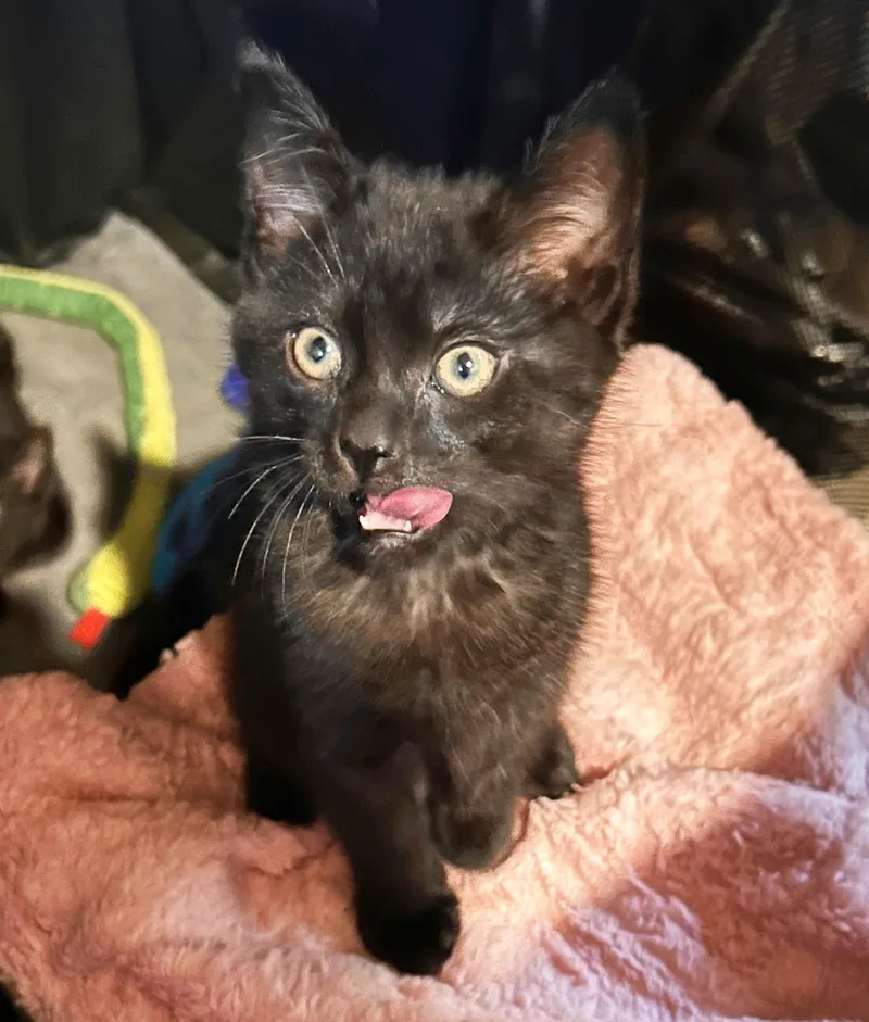 A baby medium-sized male Domestic Medium Hair cat named Rye for adoption in Durango, CO