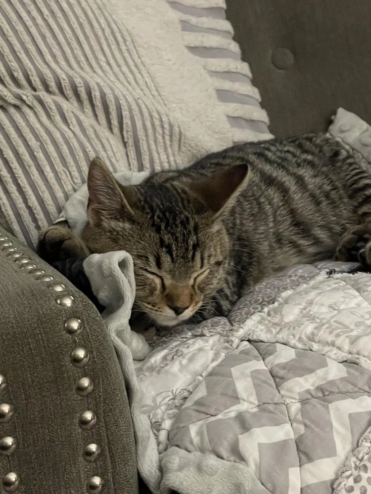 A baby medium-sized male Tabby (Brown / Chocolate) Domestic Short Hair cat named Bandit for adoption in Lincoln Park, MI