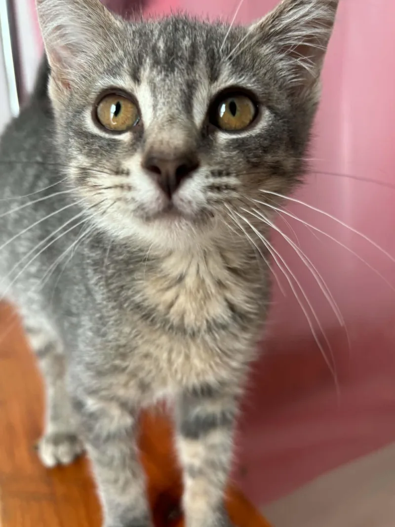 A baby medium-sized female Tabby (Gray / Blue / Silver) Domestic Short Hair cat named Owl for adoption in Lincoln, NE