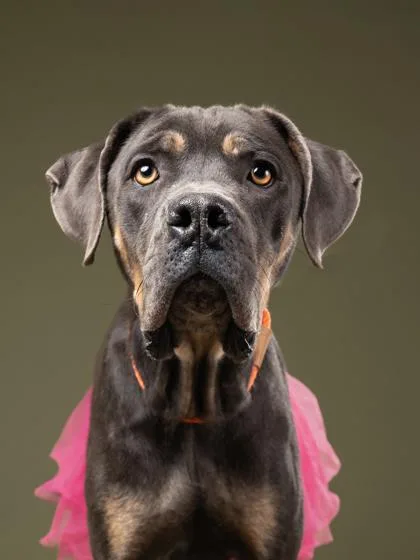 An adult large-sized female Pit Bull Terrier dog named Stormee for adoption in Atlanta, GA