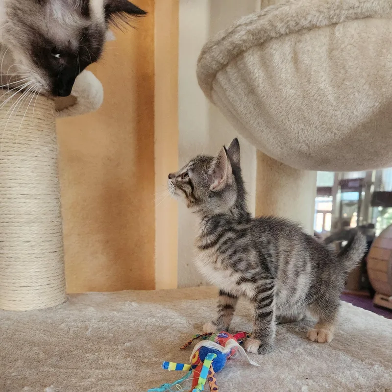 A baby large-sized female Tabby cat named Siri for adoption in Allen, TX