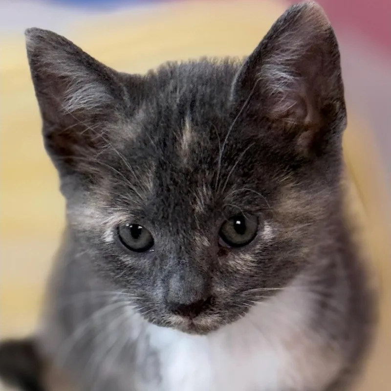 A baby medium-sized female Dilute Calico Domestic Short Hair cat named Ghee for adoption in Chicago, IL