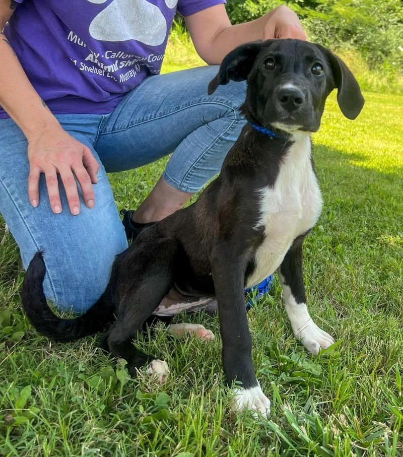 A baby medium-sized female Mixed Breed dog named Wisteria for adoption in Murray, KY