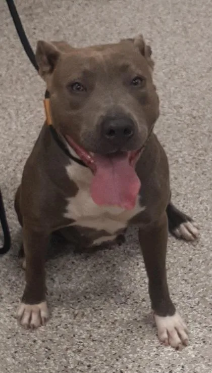 An adult medium-sized female Terrier dog named Minnie for adoption in Gastonia, NC