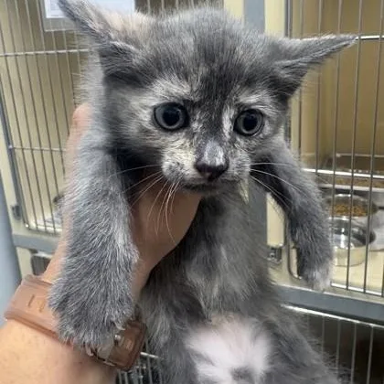 A baby medium-sized female Dilute Tortoiseshell Domestic Short Hair cat named Cinder for adoption in Converse, TX