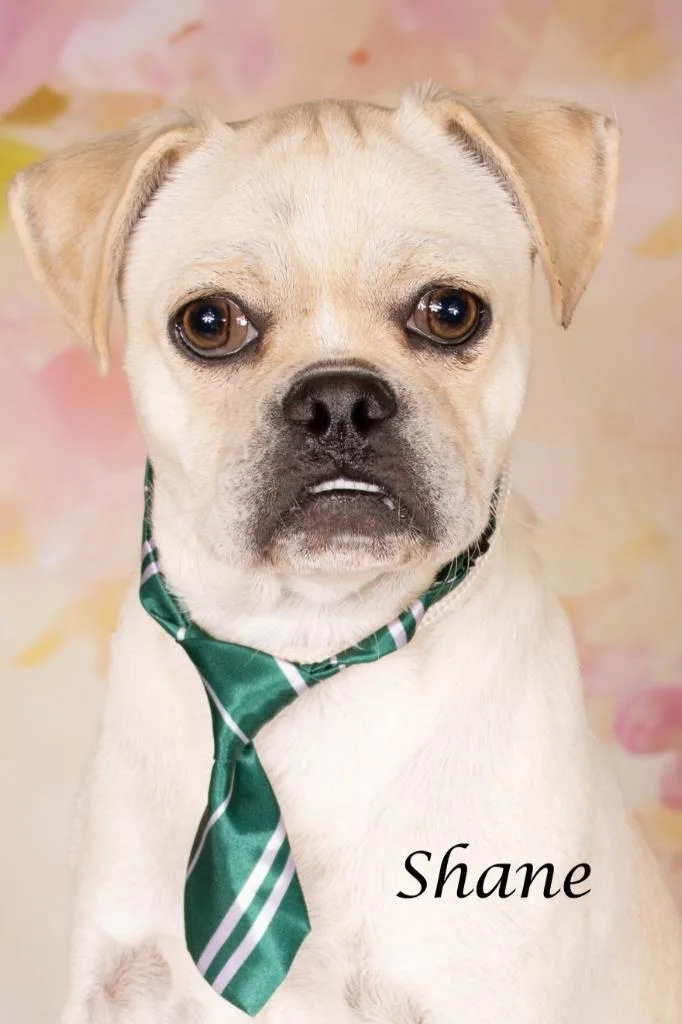 A young small-sized male Pug dog named Shane for adoption in Gilbert, AZ