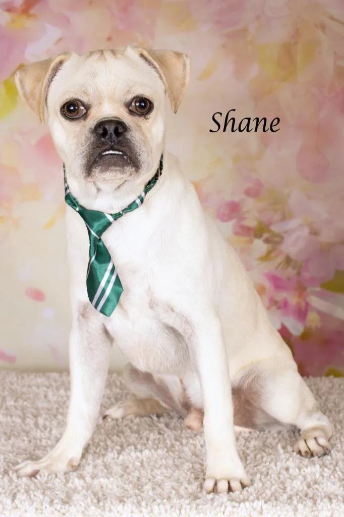 Shane thumbnail 2