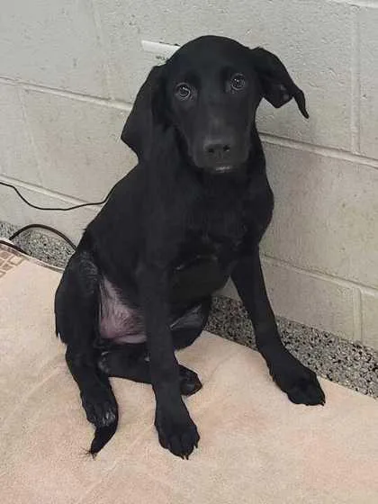 A baby medium-sized female Black Labrador Retriever dog named Liberty Belle for adoption in Kansas City, MO