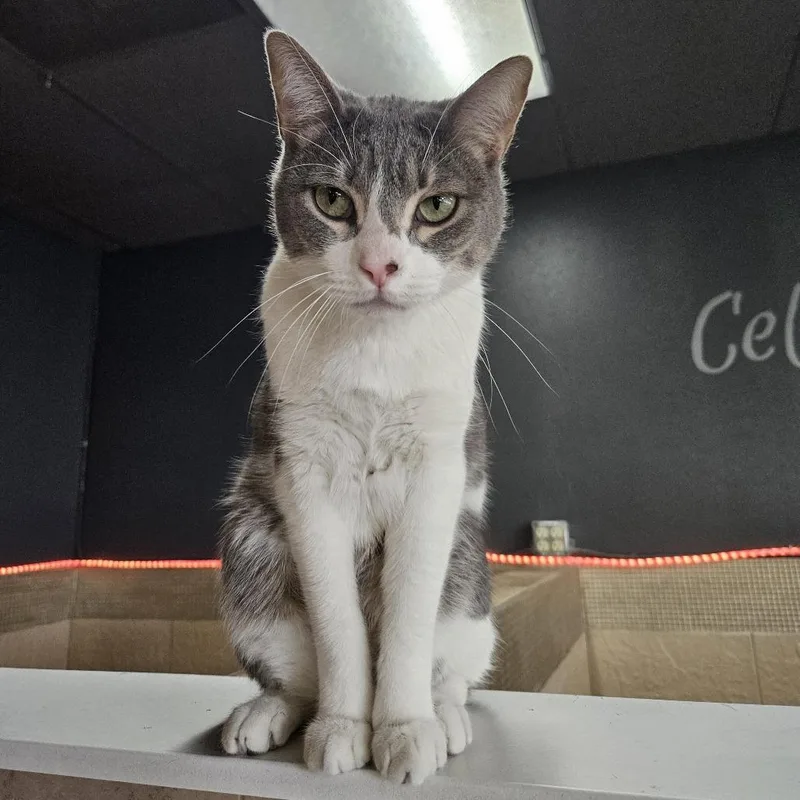 An adult large-sized male Gray / Blue / Silver Domestic Short Hair cat named Tobias for adoption in Las Vegas, NV
