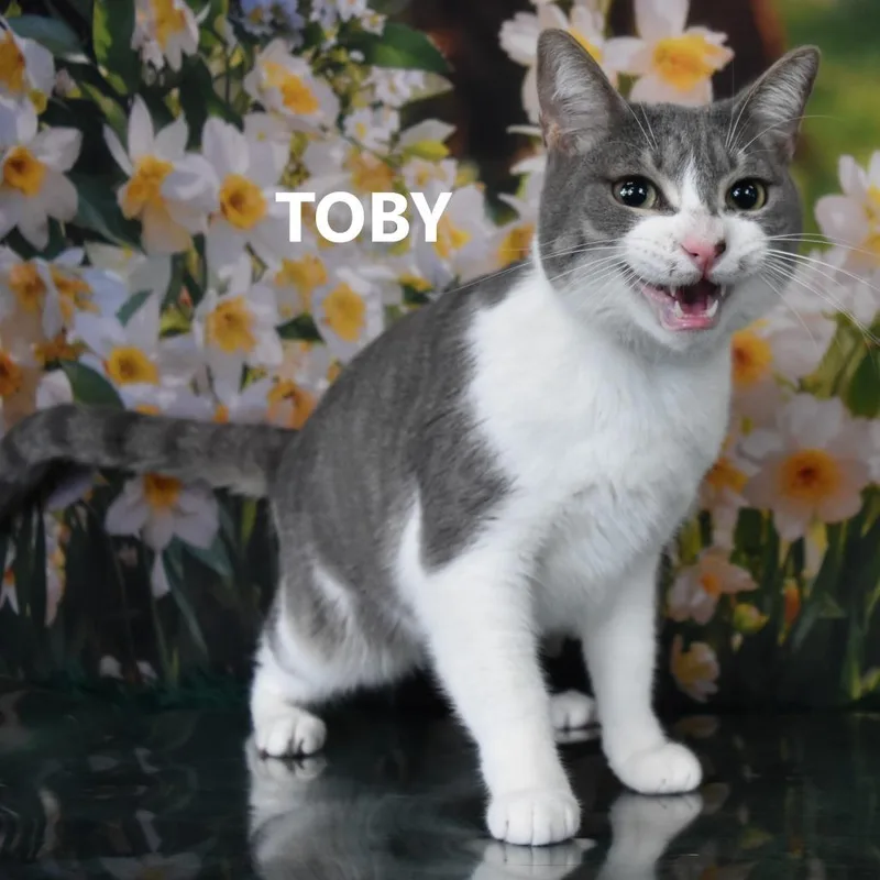 Tobias thumbnail 2