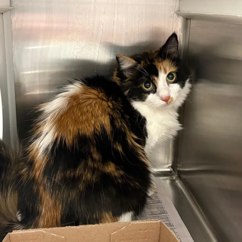 An adult small-sized female Calico Domestic Long Hair cat named Alice for adoption in Chattanooga, TN