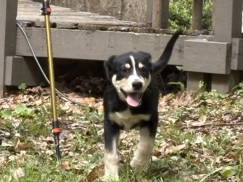 A baby medium-sized female Black Labrador Retriever dog named Mushi for adoption in South Portland, ME