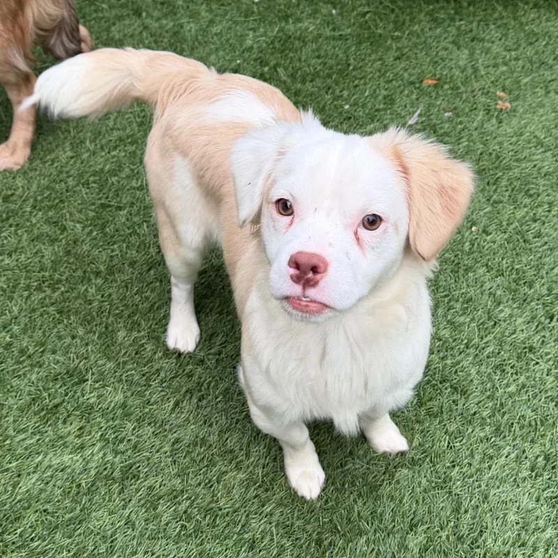 A young small-sized male White / Cream Mixed Breed dog named Turtle for adoption in Naperville, IL
