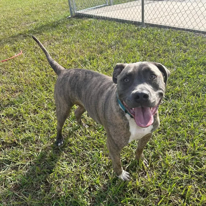 An adult large-sized male Brindle American Staffordshire Terrier dog named Maxamilly for adoption in Tomball, TX