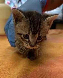 A young medium-sized female Domestic Short Hair cat named Helga for adoption in Kansas City, MO