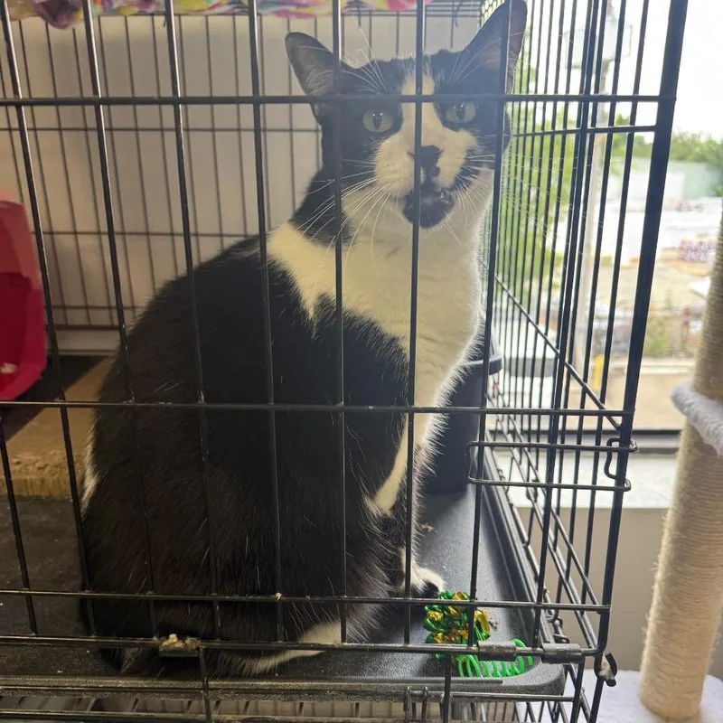 An adult small-sized male Black Domestic Short Hair cat named Edmund for adoption in Houston, TX