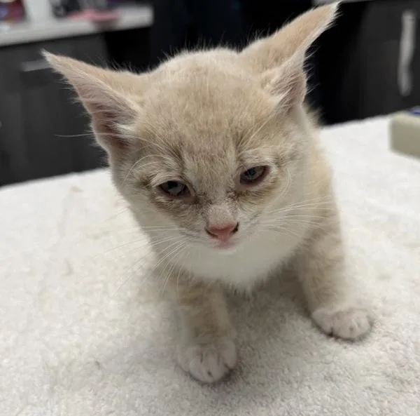 A baby medium-sized male Domestic Short Hair cat named Ezekiel for adoption in Escondido, CA