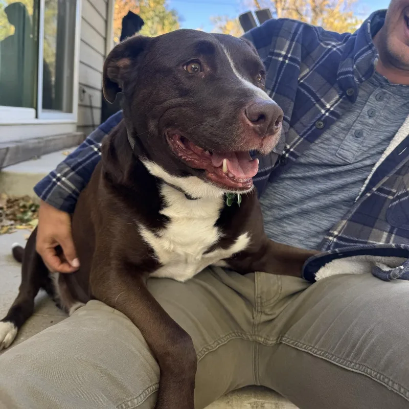 An adult medium-sized male Brown / Chocolate Mixed Breed dog named Carl for adoption in Loveland, CO